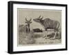 The Banteng-null-Framed Giclee Print