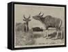 The Banteng-null-Framed Stretched Canvas