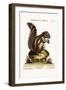 The Barbarian Squirrel, 1749-73-George Edwards-Framed Giclee Print