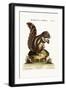 The Barbarian Squirrel, 1749-73-George Edwards-Framed Giclee Print