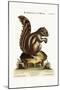 The Barbarian Squirrel, 1749-73-George Edwards-Mounted Giclee Print