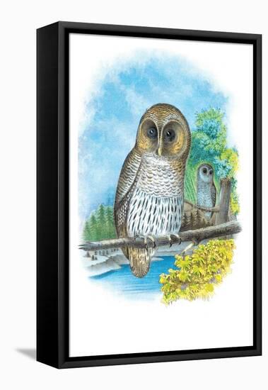 The Barred Owl-Theodore Jasper-Framed Stretched Canvas