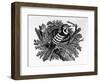 The Barred Woodpecker, Illustration from 'The History of British Birds' by Thomas Bewick, First…-Thomas Bewick-Framed Giclee Print