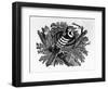 The Barred Woodpecker, Illustration from 'The History of British Birds' by Thomas Bewick, First…-Thomas Bewick-Framed Giclee Print