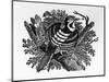 The Barred Woodpecker, Illustration from 'The History of British Birds' by Thomas Bewick, First…-Thomas Bewick-Mounted Giclee Print