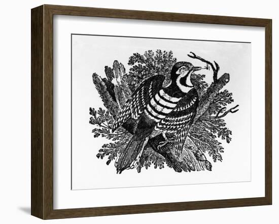 The Barred Woodpecker, Illustration from 'The History of British Birds' by Thomas Bewick, First…-Thomas Bewick-Framed Giclee Print