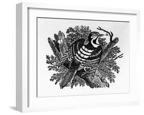 The Barred Woodpecker, Illustration from 'The History of British Birds' by Thomas Bewick, First…-Thomas Bewick-Framed Giclee Print