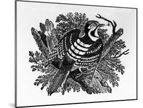 The Barred Woodpecker, Illustration from 'The History of British Birds' by Thomas Bewick, First…-Thomas Bewick-Mounted Giclee Print