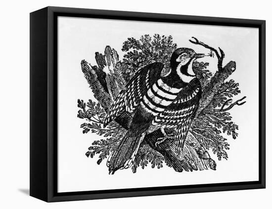 The Barred Woodpecker, Illustration from 'The History of British Birds' by Thomas Bewick, First…-Thomas Bewick-Framed Stretched Canvas