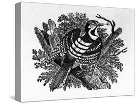 The Barred Woodpecker, Illustration from 'The History of British Birds' by Thomas Bewick, First…-Thomas Bewick-Stretched Canvas