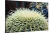 The Barrel Cactus-Anthony Paladino-Stretched Canvas