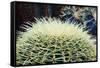 The Barrel Cactus-Anthony Paladino-Framed Stretched Canvas