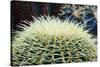 The Barrel Cactus-Anthony Paladino-Stretched Canvas