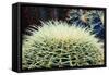 The Barrel Cactus-Anthony Paladino-Framed Stretched Canvas