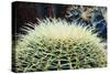 The Barrel Cactus-Anthony Paladino-Stretched Canvas