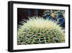 The Barrel Cactus-Anthony Paladino-Framed Giclee Print