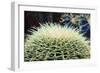 The Barrel Cactus-Anthony Paladino-Framed Giclee Print