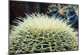 The Barrel Cactus-Anthony Paladino-Mounted Giclee Print