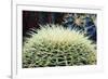 The Barrel Cactus-Anthony Paladino-Framed Giclee Print