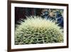 The Barrel Cactus-Anthony Paladino-Framed Giclee Print