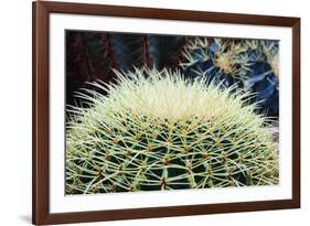 The Barrel Cactus-Anthony Paladino-Framed Giclee Print