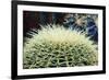 The Barrel Cactus-Anthony Paladino-Framed Giclee Print