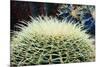 The Barrel Cactus-Anthony Paladino-Mounted Giclee Print