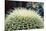 The Barrel Cactus-Anthony Paladino-Mounted Giclee Print