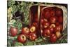 The Basket of Apples-Levi Wells Prentice-Stretched Canvas