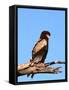 The Bateleur Eagle-null-Framed Stretched Canvas