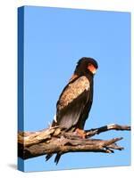 The Bateleur Eagle-null-Stretched Canvas