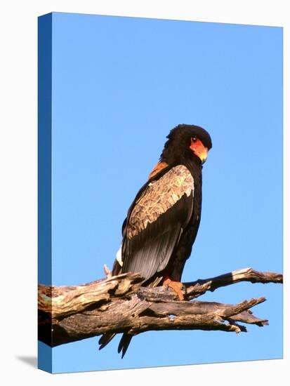 The Bateleur Eagle-null-Stretched Canvas