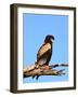 The Bateleur Eagle-null-Framed Photographic Print