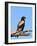 The Bateleur Eagle-null-Framed Photographic Print