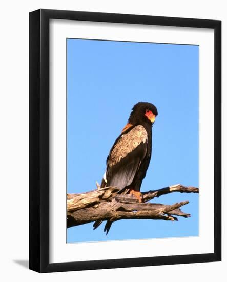 The Bateleur Eagle-null-Framed Photographic Print