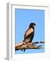 The Bateleur Eagle-null-Framed Photographic Print