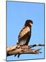 The Bateleur Eagle-null-Mounted Photographic Print