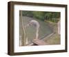 The Bather, or the Diver, 1877-Gustave Caillebotte-Framed Giclee Print