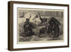 The Bathing Season at The Zoo, Pachyderms at Play-null-Framed Giclee Print