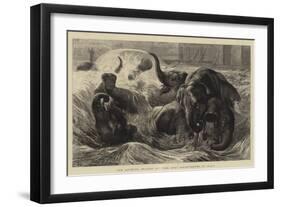 The Bathing Season at The Zoo, Pachyderms at Play-null-Framed Giclee Print