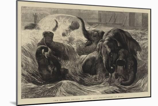 The Bathing Season at The Zoo, Pachyderms at Play-null-Mounted Giclee Print