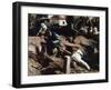 The Battle of Varese, Detail, Circa 1862-Federico Faruffini-Framed Giclee Print