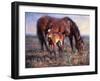 The Bay Filly-Jack Sorenson-Framed Art Print