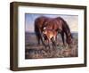 The Bay Filly-Jack Sorenson-Framed Art Print