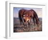 The Bay Filly-Jack Sorenson-Framed Art Print