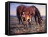 The Bay Filly-Jack Sorenson-Framed Stretched Canvas