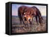 The Bay Filly-Jack Sorenson-Framed Stretched Canvas