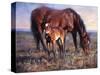 The Bay Filly-Jack Sorenson-Stretched Canvas