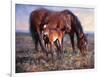 The Bay Filly-Jack Sorenson-Framed Art Print