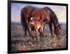 The Bay Filly-Jack Sorenson-Framed Art Print